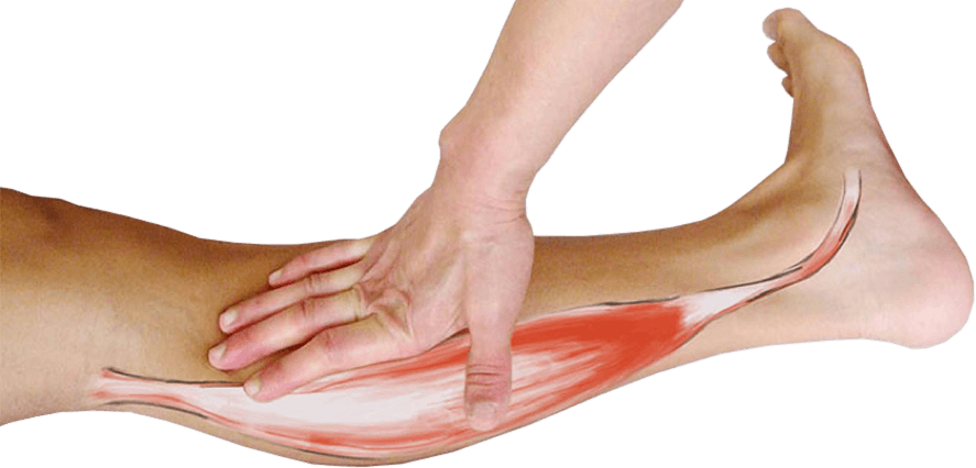 De tibialis posteriorpees: een van de krachtigste spieren van het onderbeen.