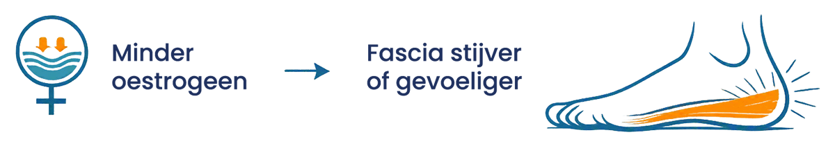 Minder oestrogeen maakt de fascia stijver of gevoeliger
