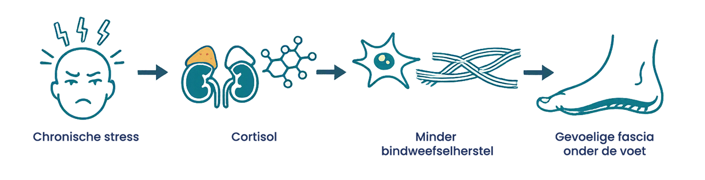 Van chronische stress via cortisol naar minder bindweefselherstel en een gevoelige fascia onder de voet